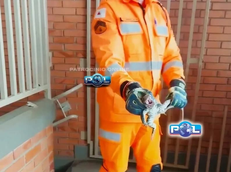 VÍDEO: Bombeiros capturam teiú acuado atrás de porta em centro infantil que assusta crianças e professoras no bairro São Cristóvão