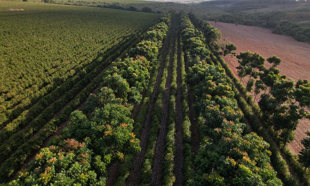 Relatório da Expocacer aponta meta com aumento de 92% de café regenerativo até 2027