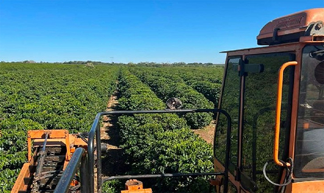 Colheita de café supera metade do previsto na área de atuação da Expocacer