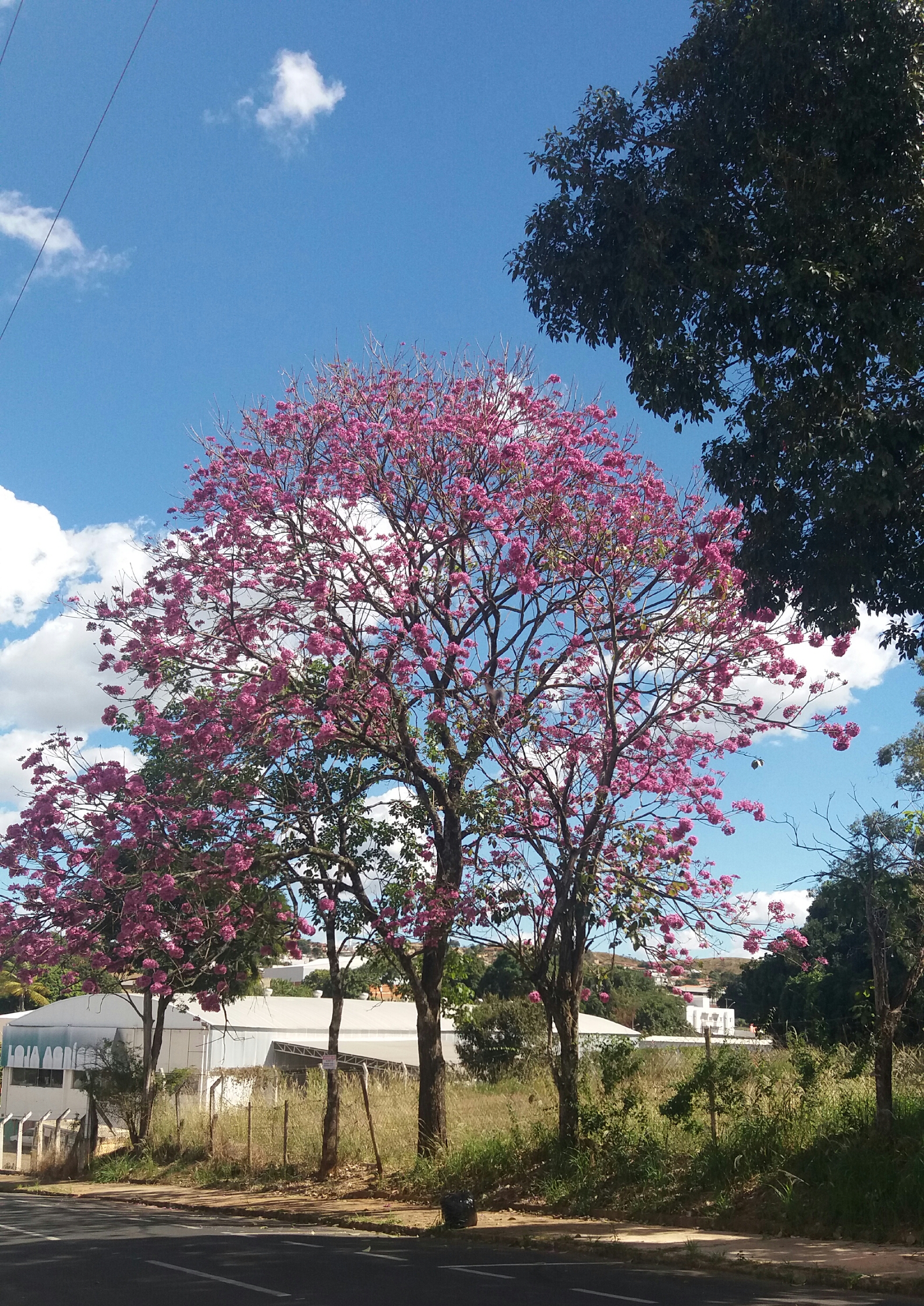 Patrocínio Online - Notícias de Patrocínio - MG